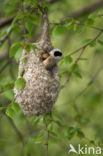 Eurasian Penduline-Tit (Remiz pendulinus)
