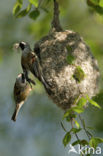 Eurasian Penduline-Tit (Remiz pendulinus)