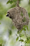 Eurasian Penduline-Tit (Remiz pendulinus)