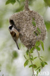 Eurasian Penduline-Tit (Remiz pendulinus)
