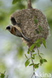 Eurasian Penduline-Tit (Remiz pendulinus)