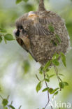 Eurasian Penduline-Tit (Remiz pendulinus)