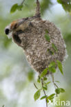 Eurasian Penduline-Tit (Remiz pendulinus)