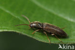 click beetle (Agriotes pallidulus)