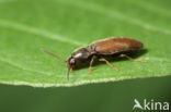 click beetle (Agriotes pallidulus)