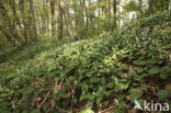 May Lily (Maianthemum bifolium)