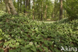 May Lily (Maianthemum bifolium)