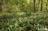 Dalkruid (Maianthemum bifolium)