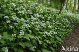 Ramsons (Allium ursinum)