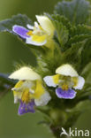 Large-flowered Hemp-nettle (Galeopsis speciosa)