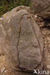 Dennenprocessierups (Thaumetopoea pityocampa)
