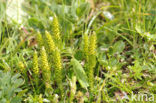 Fir Clubmoss (Huperzia selago)