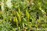 Fir Clubmoss (Huperzia selago)