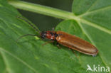 Denticollis linearis