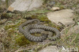 Dobbelsteenslang (Natrix tesselata)