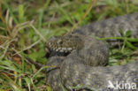 Dobbelsteenslang (Natrix tesselata)