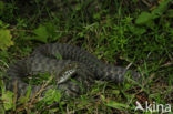 Dobbelsteenslang (Natrix tesselata)