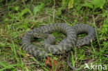 Dobbelsteenslang (Natrix tesselata)