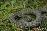 Dobbelsteenslang (Natrix tesselata)