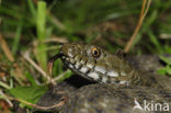 Dobbelsteenslang (Natrix tesselata)