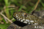Dice snake (Natrix tesselata)