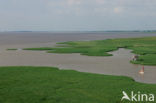 Dollard