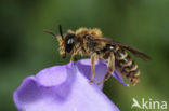 Donkere klokjeszandbij (Andrena pandellei) 