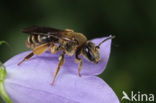 Andrena pandellei