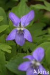 Early Dog-violet (Viola reichenbachiana)