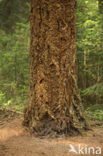 Douglasspar (Pseudotsuga menziesii)