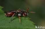 Nomada femoralis