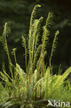 Dubbelloof (Blechnum spicant) 