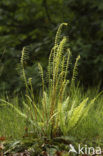 Hard Fern (Blechnum spicant)