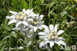 Edelweiss (Leontopodium alpinum)