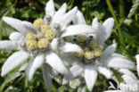 Edelweiss (Leontopodium alpinum)