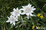 Edelweiss (Leontopodium alpinum)