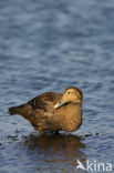 Eider (Somateria mollissima)