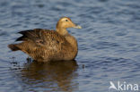 Eider (Somateria mollissima)