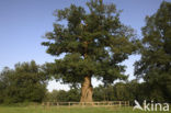 Oak (Quercus)