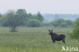 Eland (Alces alces)