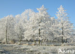 Alder (Alnus spec. )