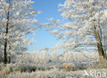 Alder (Alnus spec. )