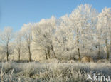 Alder (Alnus spec. )