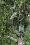 Eucalyptus diversicolor