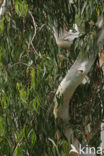 Eucalyptus diversicolor