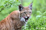 Euraziatische lynx (Lynx lynx) 