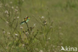 European Bee-eater (Merops apiaster)