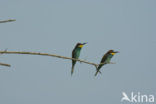 European Bee-eater (Merops apiaster)