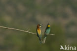 European Bee-eater (Merops apiaster)