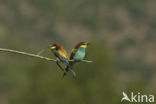 European Bee-eater (Merops apiaster)